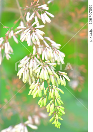 伊豆半島の伊豆山稜線歩道　金冠山　ケシ科タケニグサ 136707099