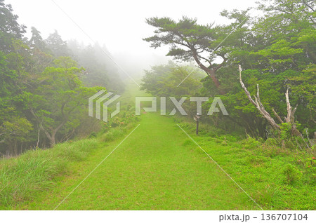 伊豆半島の金冠山　伊豆山稜線歩道　だるま山高原の夏の山霧 136707104