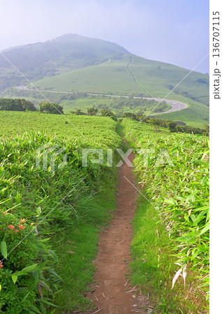 伊豆半島 夏の伊豆山稜線歩道 小達磨山のあせびヶ原より望む霧が晴れ行く達磨山 伊豆半島 夏の伊豆山稜線歩道 小達磨山のあせびヶ原より望む霧が晴れ行く達磨山 136707115