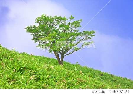 伊豆半島　夏の伊豆山稜線歩道　達磨山の草原に立つ木立 136707121