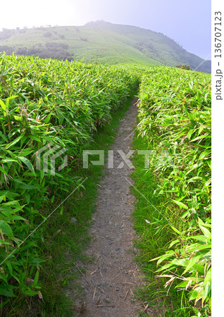 伊豆半島 夏の伊豆山稜線歩道 山霧の達磨山 熊笹の登山道 伊豆半島 夏の伊豆山稜線歩道 山霧の達磨山 熊笹の登山道 136707123