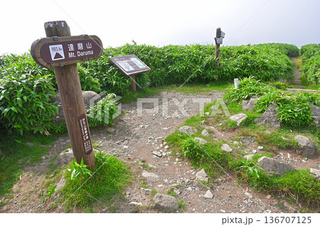 伊豆半島の伊豆山稜線歩道 夏の達磨山山頂 伊豆半島の伊豆山稜線歩道 夏の達磨山山頂 136707125