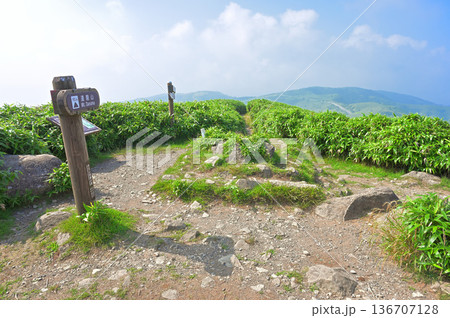 伊豆半島の伊豆山稜線歩道　夏の達磨山山頂 136707128