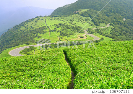 伊豆半島　夏の伊豆山稜線歩道　達磨山の笹原の登山道と西伊豆スカイラインと小達磨山を望む 136707132