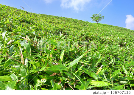 伊豆半島 夏の伊豆山稜線歩道の達磨山 草原の木立 伊豆半島 夏の伊豆山稜線歩道の達磨山 草原の木立 136707136