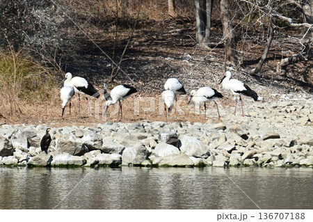 伊丹市昆陽池公園へ「幸せを運ぶ鳥」コウノトリ大量飛来 136707188