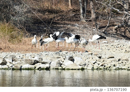 伊丹市昆陽池公園へ「幸せを運ぶ鳥」コウノトリ大量飛来 136707190
