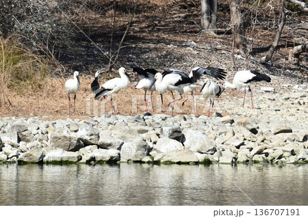 伊丹市昆陽池公園へ「幸せを運ぶ鳥」コウノトリ大量飛来 136707191