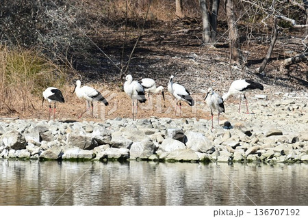 伊丹市昆陽池公園へ「幸せを運ぶ鳥」コウノトリ大量飛来 136707192