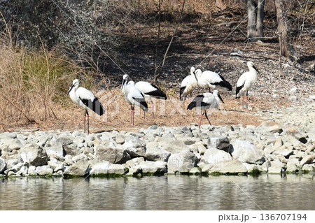 伊丹市昆陽池公園へ「幸せを運ぶ鳥」コウノトリ大量飛来 136707194