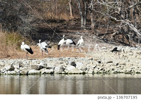 伊丹市昆陽池公園へ「幸せを運ぶ鳥」コウノトリ大量飛来 136707195