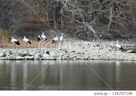 伊丹市昆陽池公園へ「幸せを運ぶ鳥」コウノトリ大量飛来 136707196