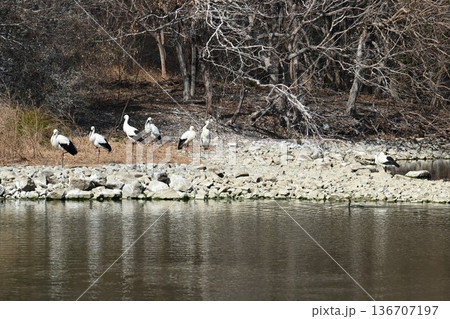 伊丹市昆陽池公園へ「幸せを運ぶ鳥」コウノトリ大量飛来 136707197