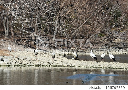 伊丹市昆陽池公園へ「幸せを運ぶ鳥」コウノトリ大量飛来 136707229