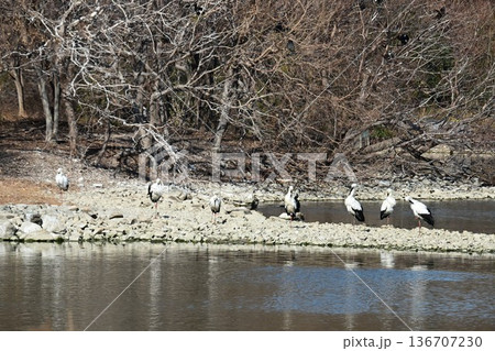 伊丹市昆陽池公園へ「幸せを運ぶ鳥」コウノトリ大量飛来 136707230