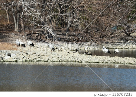 伊丹市昆陽池公園へ「幸せを運ぶ鳥」コウノトリ大量飛来 136707233