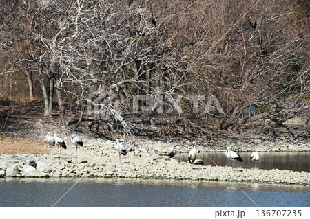 伊丹市昆陽池公園へ「幸せを運ぶ鳥」コウノトリ大量飛来 136707235