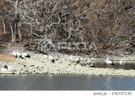 伊丹市昆陽池公園へ「幸せを運ぶ鳥」コウノトリ大量飛来 136707236