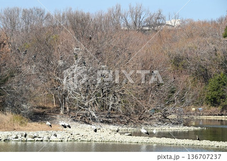 伊丹市昆陽池公園へ「幸せを運ぶ鳥」コウノトリ大量飛来 136707237