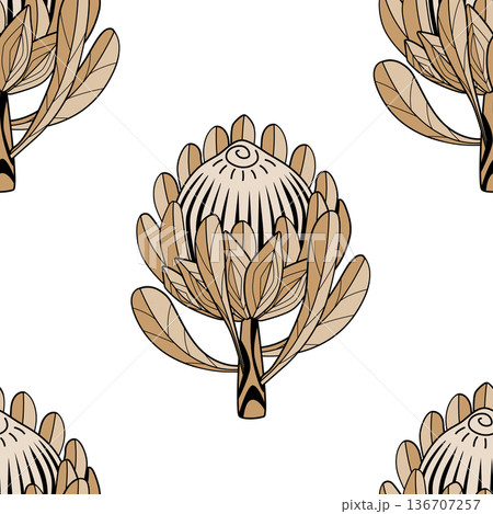 Hand drawn Protea flower graphic seamless pattern. Protea line drawing tribal style background. Vector illustration. Hand drawn Protea flower graphic seamless pattern. Protea line drawing tribal style background. Vector illustration. 136707257