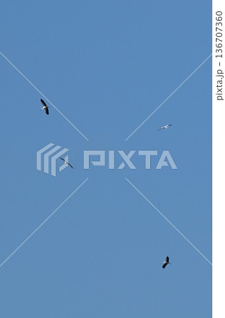 伊丹市昆陽池公園　青空を舞う　コウノトリ 136707360