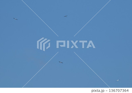 伊丹市昆陽池公園　青空を舞う　コウノトリ 136707364