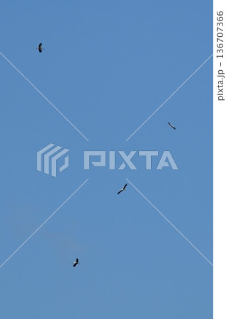 伊丹市昆陽池公園 青空を舞う コウノトリ 伊丹市昆陽池公園 青空を舞う コウノトリ 136707366