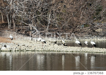伊丹市昆陽池公園へ「幸せを運ぶ鳥」コウノトリ大量飛来 136707368