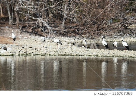 伊丹市昆陽池公園へ「幸せを運ぶ鳥」コウノトリ大量飛来 136707369