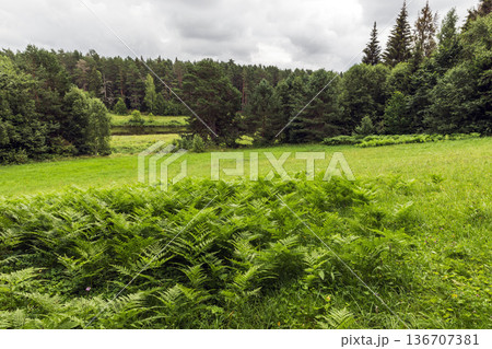 Green meadow and distant forest are under cloudy sky Green meadow and distant forest are under cloudy sky 136707381