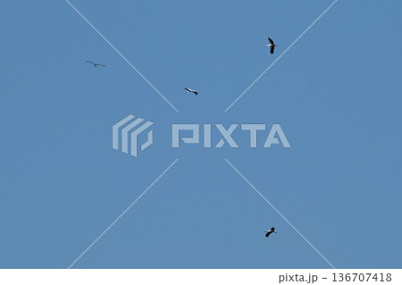 伊丹市昆陽池公園　青空を舞う　コウノトリ 136707418