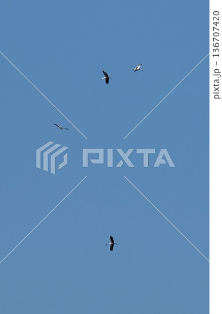 伊丹市昆陽池公園　青空を舞う　コウノトリ 136707420