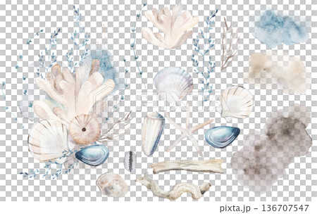 Pastel bouquet set with beige watercolor seashells, illustration for coastal beach wedding Pastel bouquet set with beige watercolor seashells, illustration for coastal beach wedding 136707547