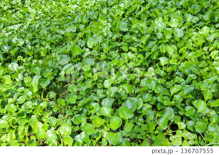 密生する水草 ホテイアオイ 136707555