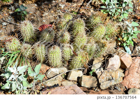 Hedge Hog cactus Hedge Hog cactus 136707564