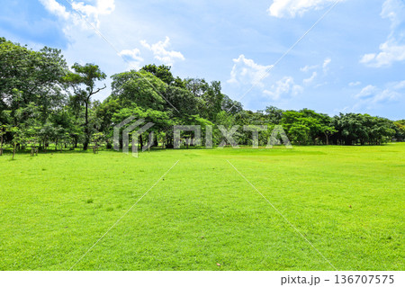 緑のある都会の公園の風景 緑のある都会の公園の風景 136707575