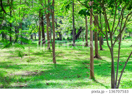 緑の多い林 136707583