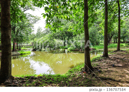 緑あふれる森を流れる川 136707584