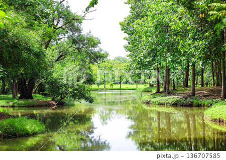 緑あふれる森を流れる川 136707585