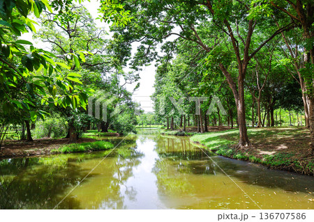 緑あふれる森を流れる川 136707586