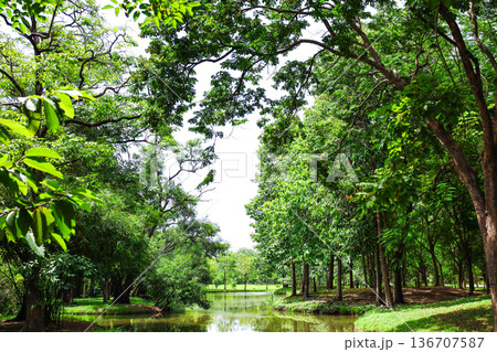 緑あふれる森を流れる川 136707587