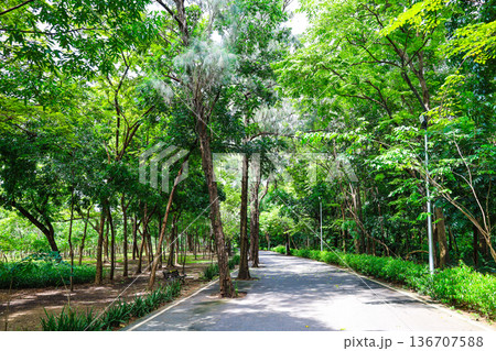 緑の多い公園の風景 136707588