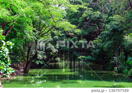 緑あふれる森を流れる川 緑あふれる森を流れる川 136707589