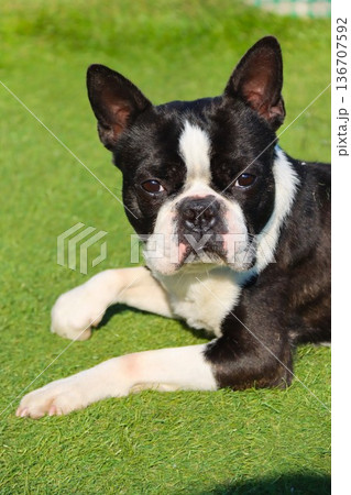 人工芝に伏せて可愛いく見つめるボストンテリアのマイティ君 人工芝に伏せて可愛いく見つめるボストンテリアのマイティ君 136707592