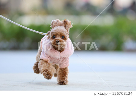 お散歩中のトイ・プードル 136708124