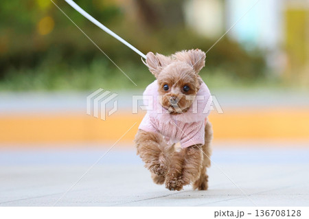 お散歩中のトイ・プードル 136708128