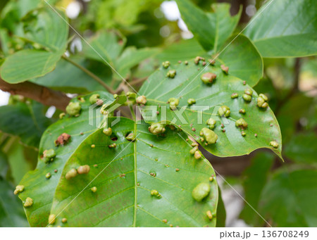 Close-up clusters of raised blisters on green foliage Close-up clusters of raised blisters on green foliage 136708249
