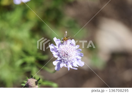 紫の花にとまるハナアブのマクロ写真 紫の花にとまるハナアブのマクロ写真 136708295