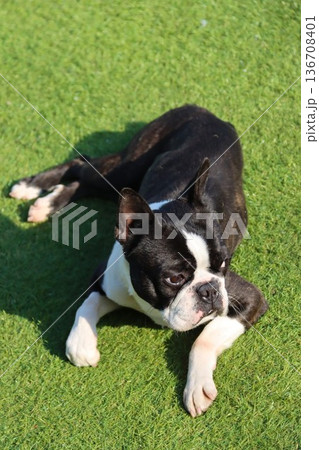 人工芝に伏せて可愛いく見つめるボストンテリアのマイティ君 136708401