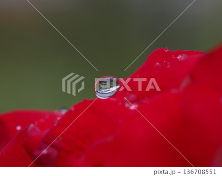 バラの雫に映る景色 136708551